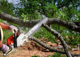 Best Firewood Processing and Delivery  in Pacifi, CA