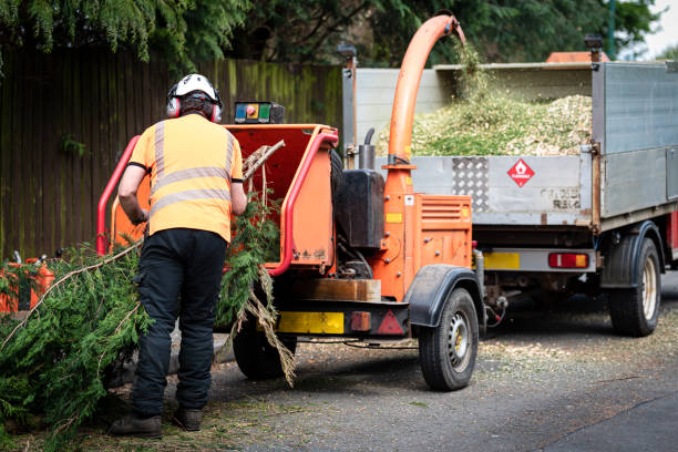 Best Hazardous Tree Removal  in Pacifi, CA