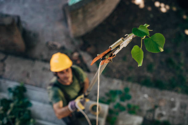 Best Tree Mulching  in Pacifi, CA