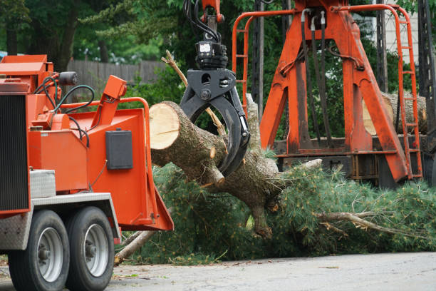 Professional Tree Services in Pacifica, CA