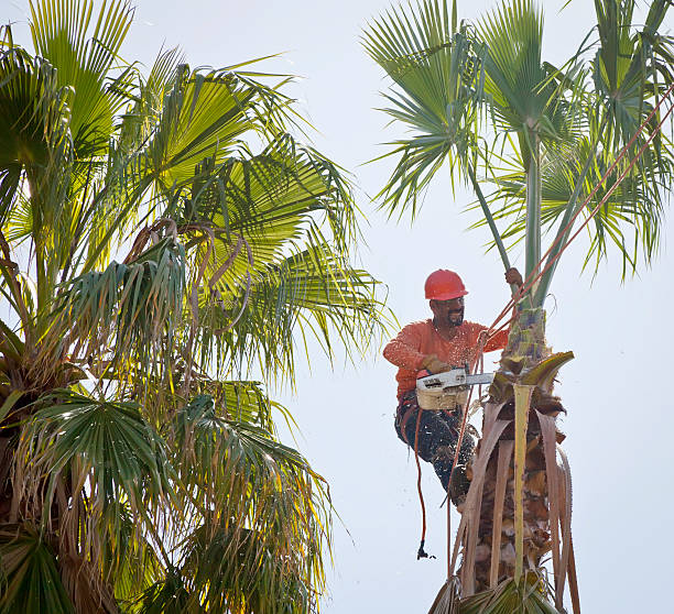 Best Tree Removal  in Pacifi, CA